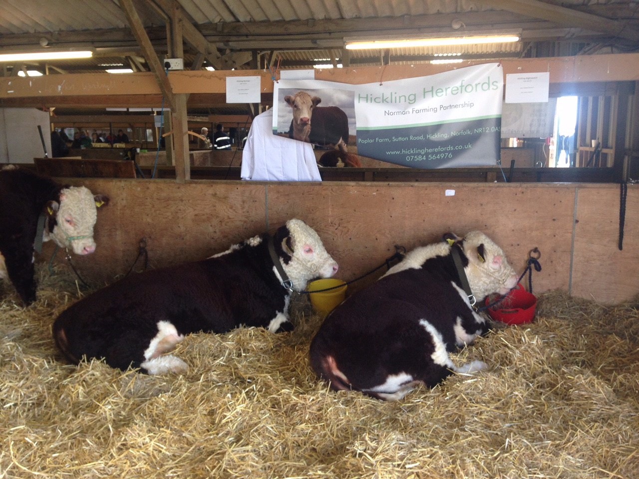 Hickling Norman & Hickling Nightwatch at the MEAHBA Autumn Calf Show 2016