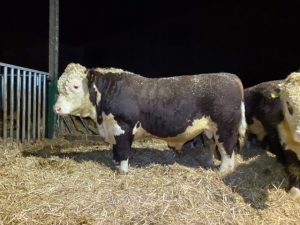 Sire For sale, Hickling Nightwatch Hereford Bull 